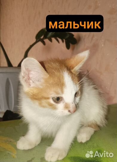 Отдам котиков в добрые руки