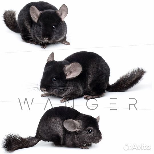 Питомник шиншилл подмосковье более 500 шиншилл