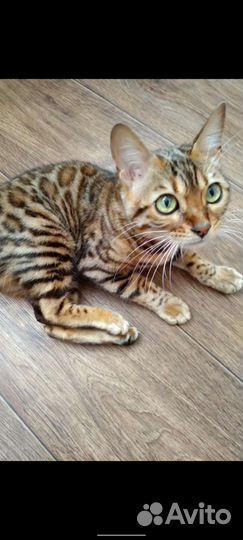 Бенгальская