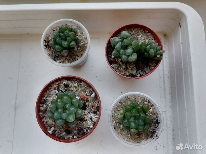 Суккуленты