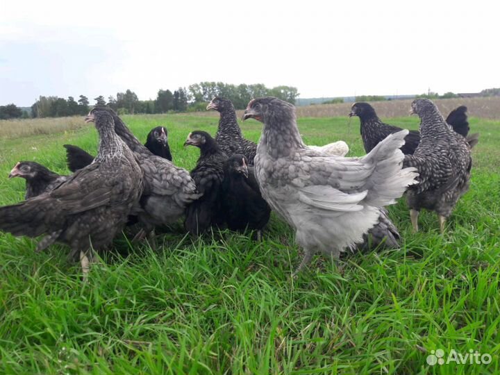 Несушки самые лучшие яичные породы