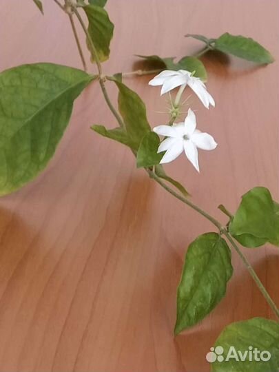 Жасмин Самбак (комнатный )