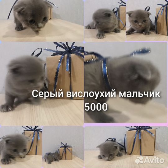 Британские котята