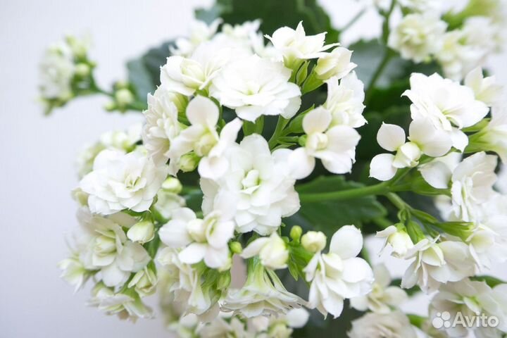 Каланхоэ (3 цветения)