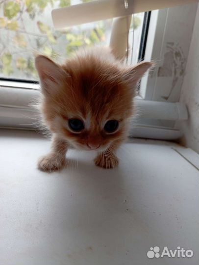 Кошки в добрые руки в дар