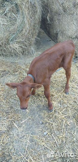 Телёнок. Телка