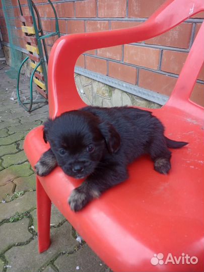 Продается щенок от Шпица