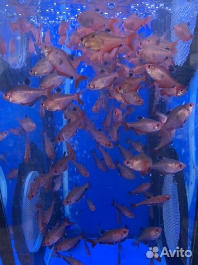 Аквариумные рыбки оптом (крупный опт )
