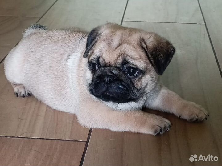 Щенок мопса
