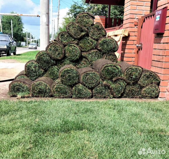 Газон рулонный