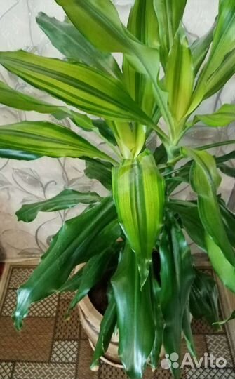 Комнатные растения взрослые цветы