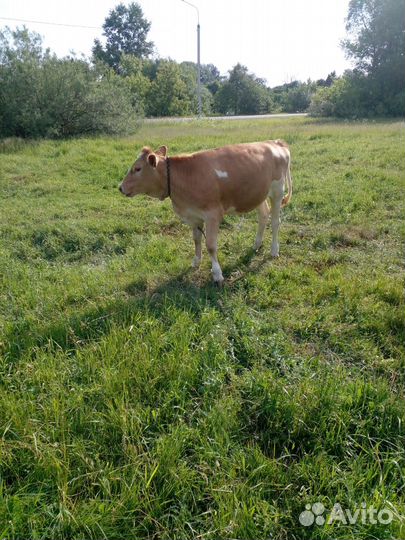 Продается телка. возможен торг