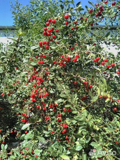 Вишня Низкорослая крупноплодная