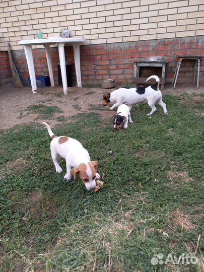 Щенки джек рассел терьер