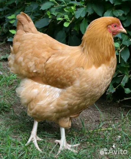 Куры молодки