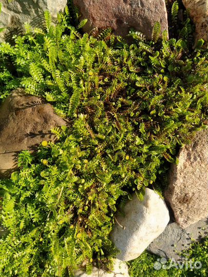 Почвопокровник катула