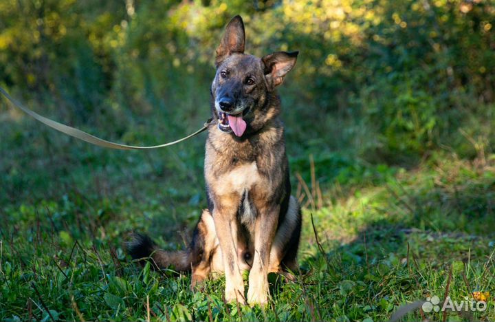 Пес из приюта в добрые руки