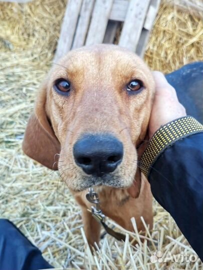 Собака из приюта ищет дом