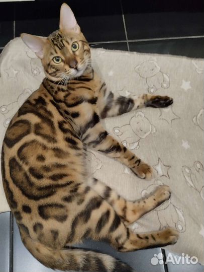 Бенгальский кот вязка