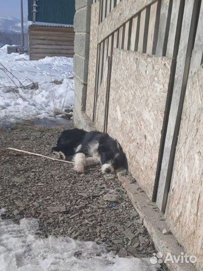 Отдадим в добрые руки собаку,маленькая,милая