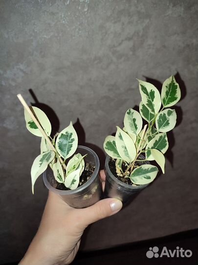 Фикус твилайт