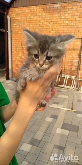 В добрые руки бесплатно