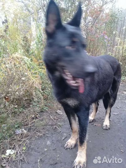 Авчарка васточни еврапецки щенки