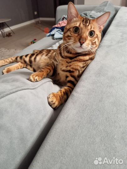 Бенгальский кот