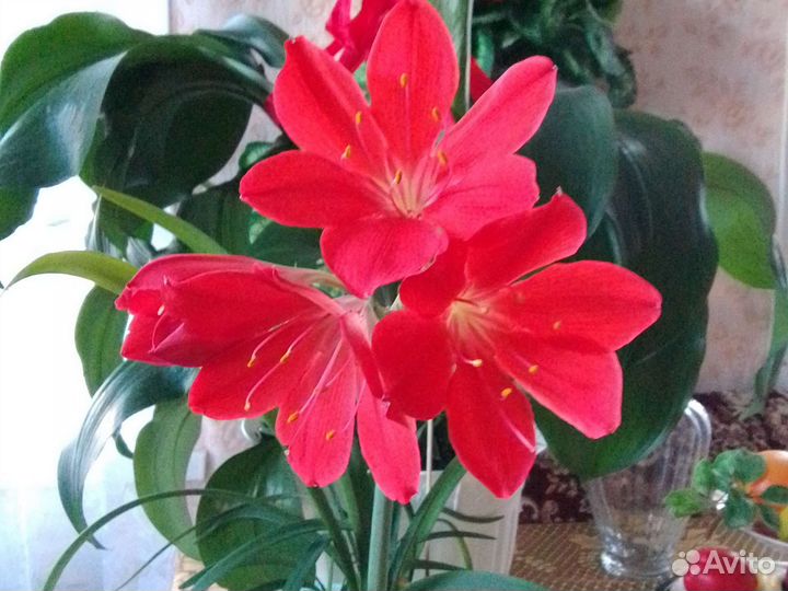 Валотта, суккуленты