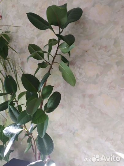 Фикус бенджамина