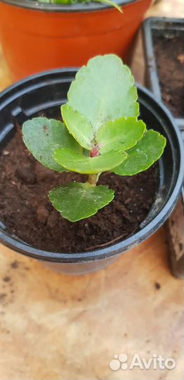 Комнатные цветы