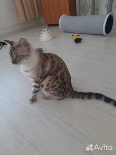 Кот Бенгальской породы