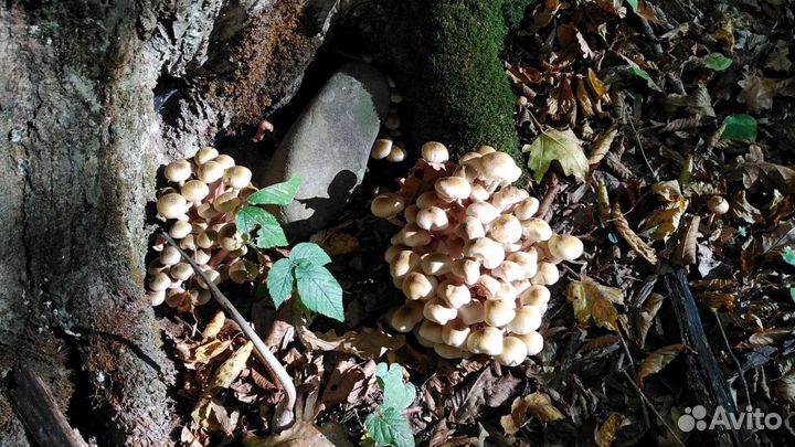 Грибы опята маринованные