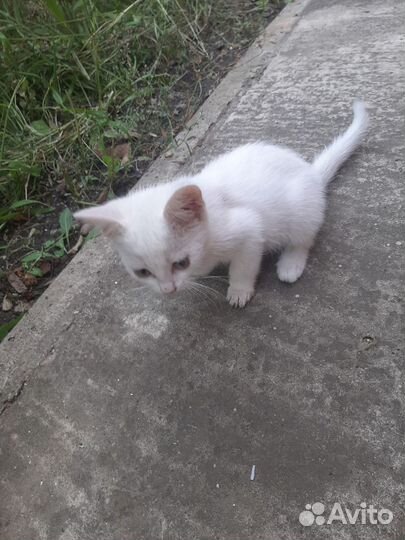 Котятки в добрые руки