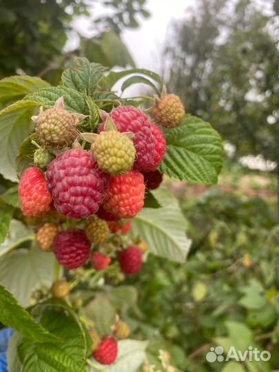 Рассада ремонтантной малины