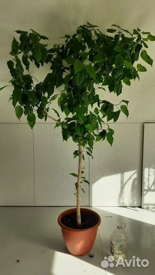 Гибискус китайская роза