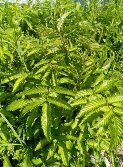 Земляничная(Тибетская) малина