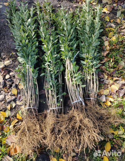 Живая изгородь бирючина