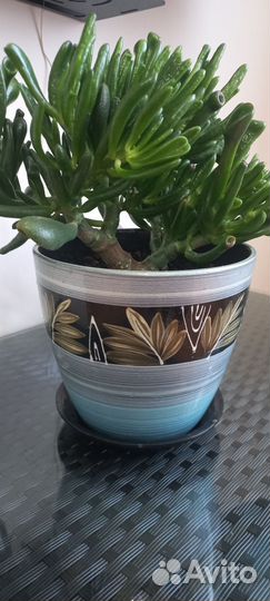 Красула хоббит