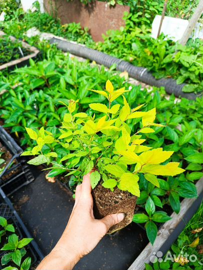 Спирея японская, серая, березолистная