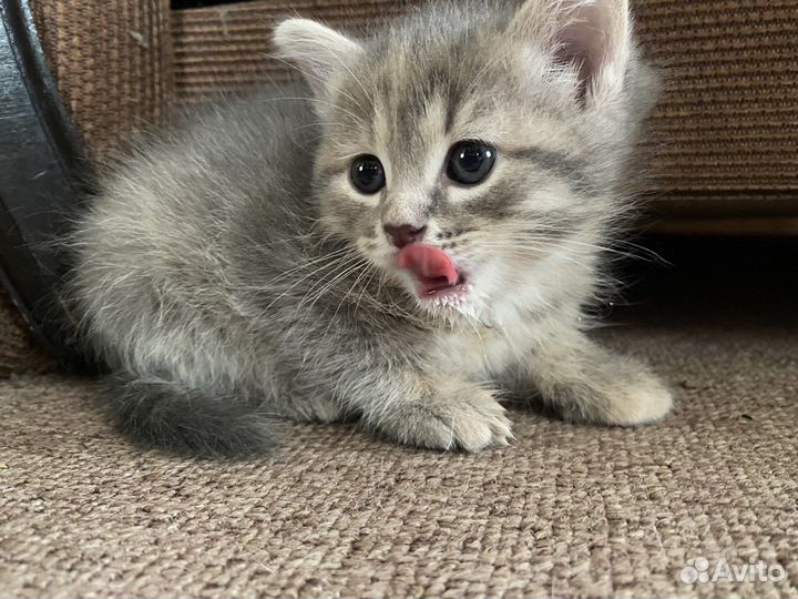 Котенок в дар бесплатно