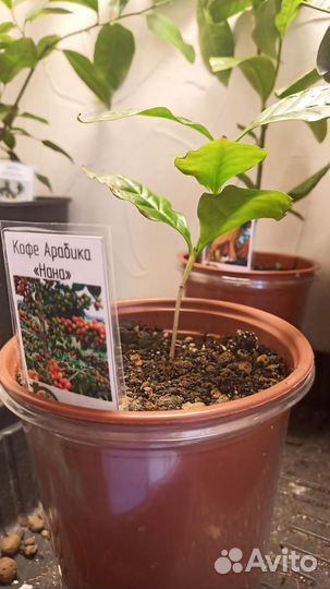 Кофе Арабика растение