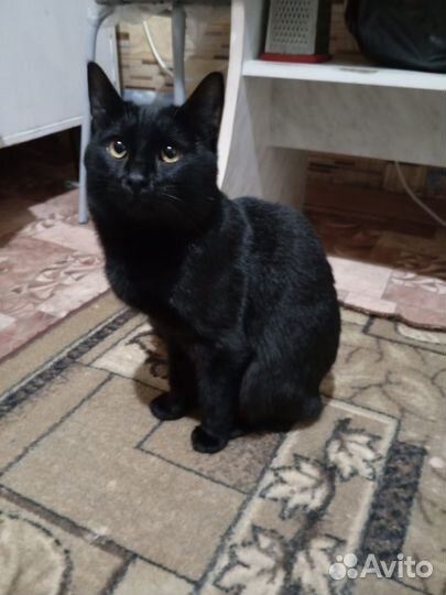 Черная кошка.кот