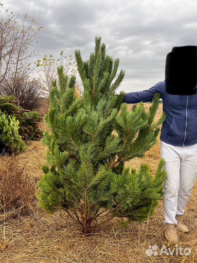 Новогодние елки сосны