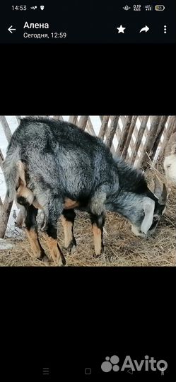 Англо нубийский козел