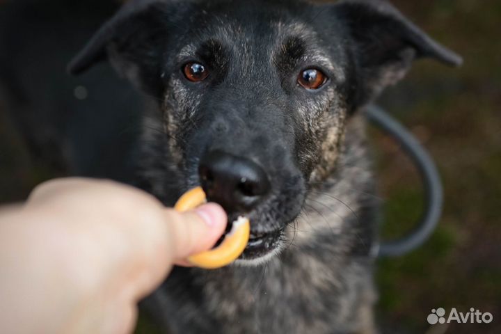 Ищет дом собака утонченной красоты