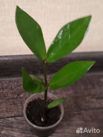 Замиокулькас (долларовое дерево)