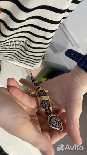 Ящерица эублефар