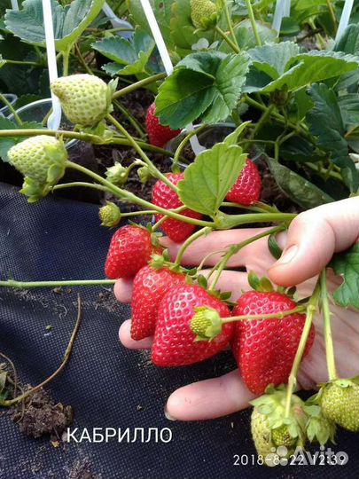 Рассада ремонтантной клубники