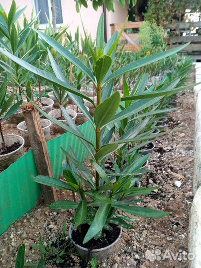 Олеандр морозостойкий